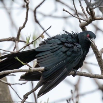 Eudynamys orientalis (Pacific Koel) at Macgregor, ACT - 21 Oct 2021 by Roger