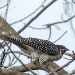 Eudynamys orientalis at Macgregor, ACT - suppressed