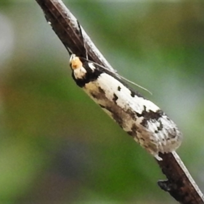 Philobota lysizona (A concealer moth) at Tidbinbilla Nature Reserve - 21 Oct 2021 by JohnBundock