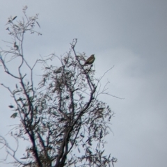 Cincloramphus mathewsi (Rufous Songlark) at Holbrook, NSW - 21 Oct 2021 by Darcy