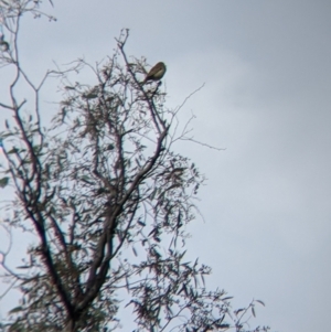 Cincloramphus mathewsi at Holbrook, NSW - suppressed