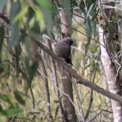 Artamus cyanopterus (Dusky Woodswallow) at Holbrook, NSW - 20 Oct 2021 by Darcy