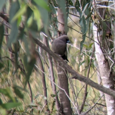 Artamus cyanopterus (Dusky Woodswallow) at Holbrook, NSW - 20 Oct 2021 by Darcy