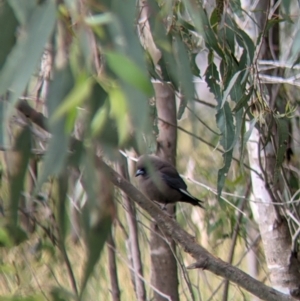 Artamus cyanopterus at Holbrook, NSW - suppressed