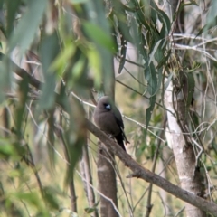 Artamus cyanopterus at Holbrook, NSW - suppressed