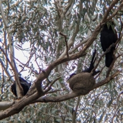 Corcorax melanorhamphos (White-winged Chough) at Holbrook, NSW - 21 Oct 2021 by Darcy