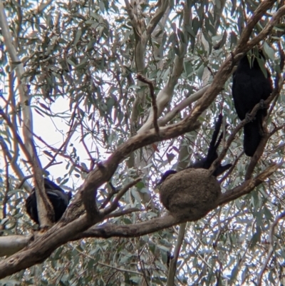 Corcorax melanorhamphos (White-winged Chough) at Holbrook, NSW - 21 Oct 2021 by Darcy