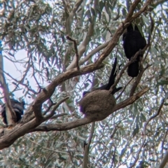 Corcorax melanorhamphos at Holbrook, NSW - 21 Oct 2021