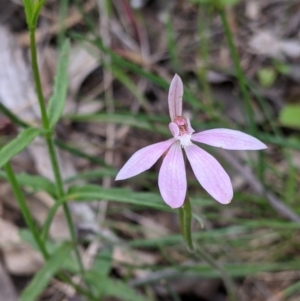 Caladenia carnea at Holbrook, NSW - 21 Oct 2021