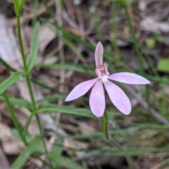 Caladenia carnea (Pink Fingers) at Holbrook, NSW - 21 Oct 2021 by Darcy