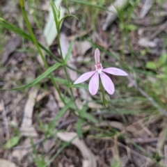 Caladenia carnea at Holbrook, NSW - 21 Oct 2021