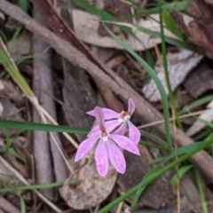 Caladenia carnea (Pink Fingers) at Holbrook, NSW - 21 Oct 2021 by Darcy