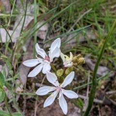 Burchardia umbellata (Milkmaids) at Holbrook, NSW - 21 Oct 2021 by Darcy
