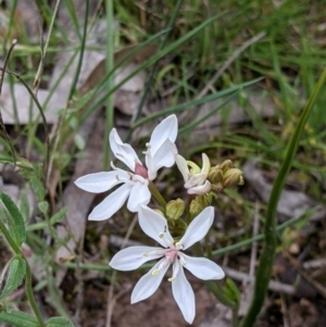 Burchardia umbellata at Holbrook, NSW - 21 Oct 2021