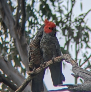 Callocephalon fimbriatum at Holbrook, NSW - 21 Oct 2021