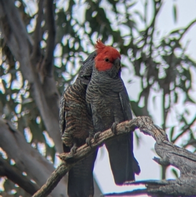 Callocephalon fimbriatum (Gang-gang Cockatoo) at Holbrook, NSW - 21 Oct 2021 by Darcy
