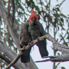 Callocephalon fimbriatum at Holbrook, NSW - 21 Oct 2021