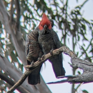 Callocephalon fimbriatum at Holbrook, NSW - 21 Oct 2021