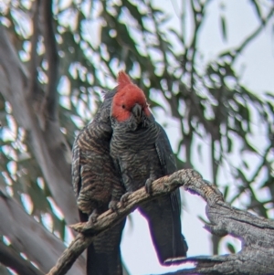 Callocephalon fimbriatum at Holbrook, NSW - 21 Oct 2021