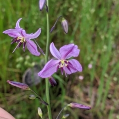 Arthropodium strictum (Chocolate Lily) at Holbrook, NSW - 21 Oct 2021 by Darcy