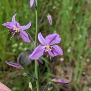 Arthropodium strictum at Holbrook, NSW - 21 Oct 2021