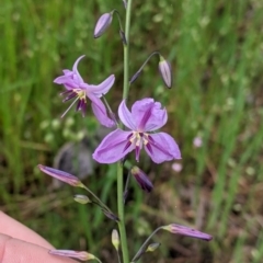 Arthropodium strictum at Holbrook, NSW - 21 Oct 2021