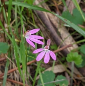 Caladenia carnea at Holbrook, NSW - 21 Oct 2021