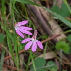 Caladenia carnea at Holbrook, NSW - suppressed
