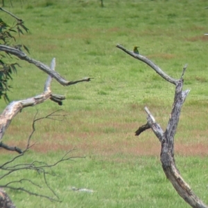 Merops ornatus at Holbrook, NSW - 21 Oct 2021