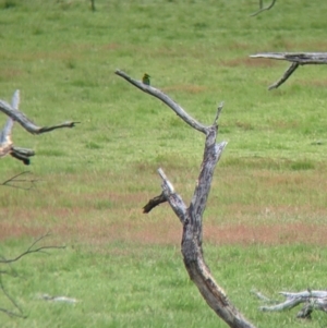 Merops ornatus at Holbrook, NSW - 21 Oct 2021