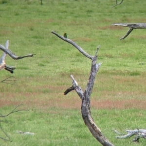 Merops ornatus at Holbrook, NSW - 21 Oct 2021 12:39 PM