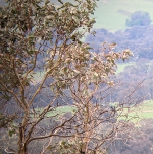 Myiagra rubecula at Holbrook, NSW - 21 Oct 2021