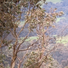 Myiagra rubecula at Holbrook, NSW - 21 Oct 2021