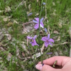 Arthropodium strictum (Chocolate Lily) by Darcy