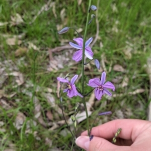 Arthropodium strictum at suppressed - suppressed