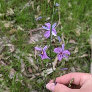 Arthropodium strictum at Holbrook, NSW - 21 Oct 2021