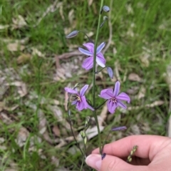 Arthropodium strictum (Chocolate Lily) at Holbrook, NSW - 21 Oct 2021 by Darcy