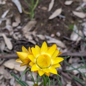 Xerochrysum viscosum at Woomargama, NSW - 21 Oct 2021 03:12 PM