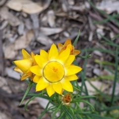 Xerochrysum viscosum at Woomargama, NSW - 21 Oct 2021