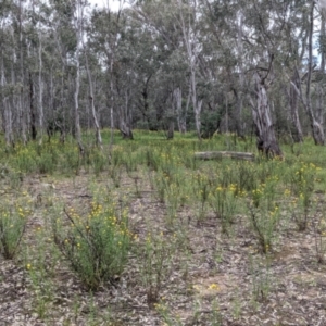 Xerochrysum viscosum at Woomargama, NSW - 21 Oct 2021