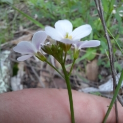 Cardamine lilacina (Lilac Bitter-cress) at Williamsdale, NSW - 21 Oct 2021 by samreid007