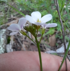 Cardamine lilacina at Williamsdale, NSW - 21 Oct 2021