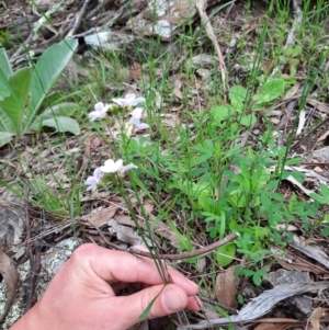 Cardamine lilacina at Williamsdale, NSW - 21 Oct 2021