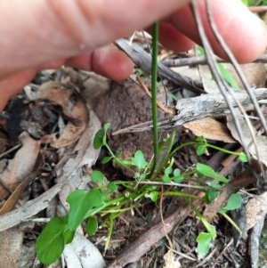 Cardamine lilacina at Williamsdale, NSW - 21 Oct 2021 01:20 PM