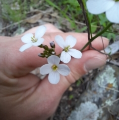 Cardamine lilacina at Williamsdale, NSW - 21 Oct 2021 01:20 PM