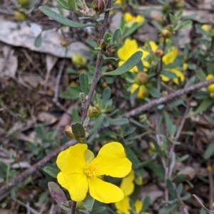Hibbertia obtusifolia at Woomargama, NSW - 21 Oct 2021