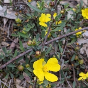 Hibbertia obtusifolia at Woomargama, NSW - 21 Oct 2021 03:14 PM