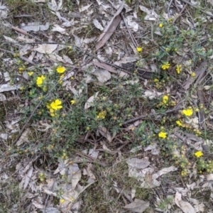 Hibbertia obtusifolia at Woomargama, NSW - 21 Oct 2021 03:14 PM