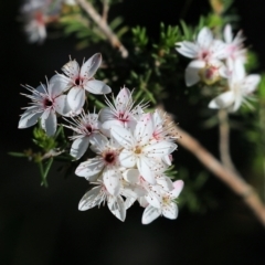 Calytrix tetragona (Common Fringe-myrtle) at Chiltern, VIC - 17 Oct 2021 by KylieWaldon