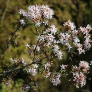 Calytrix tetragona at Chiltern, VIC - 17 Oct 2021 07:56 AM